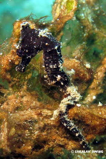 hippocampus kurda juvenile en Plongée a Nosy Be